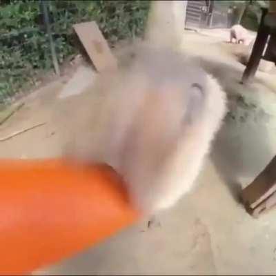 Gym Bro feeds coconyt doggy