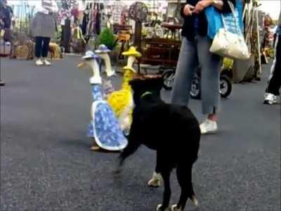 Domingo de patas emperifolladas