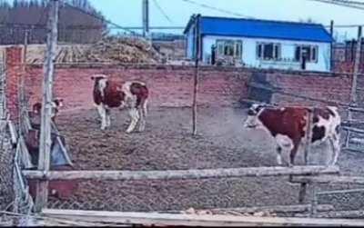 My cow people need me