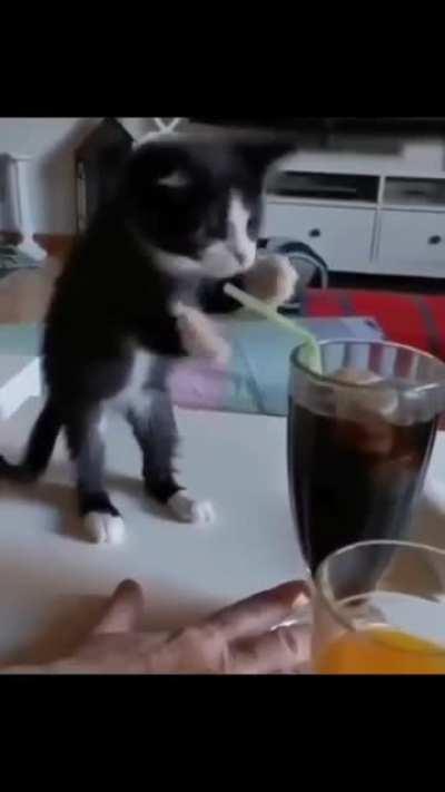 What cute paws, he's like a little man