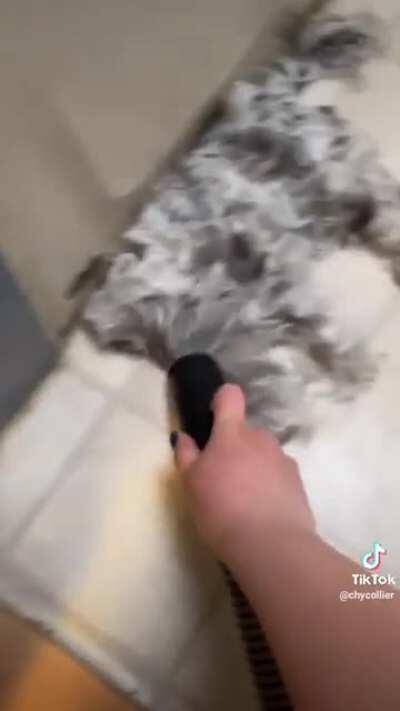 Cleaning up after the dog