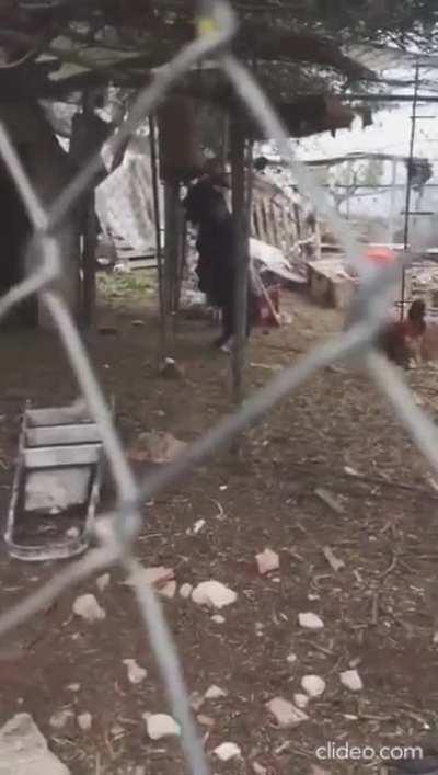 La cabra endemoniada poniéndole onda al finde largo.