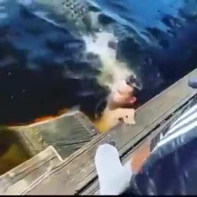 Swim with gators 🐊