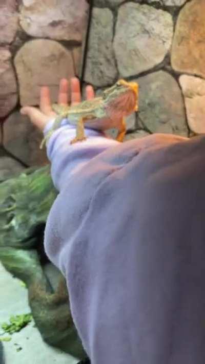 Taming down a suspicious youngster who loves her bugs. Meet Pepper.