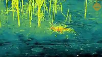 Three russian soldiers are eliminated by heavy drone drops of an octacopter drone. 425th Skala Brigade. October 2025.