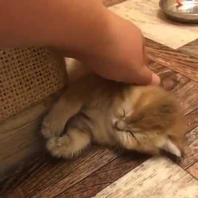 So many munchkins to brighten your day