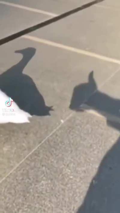 Pretty sure it regretted that one