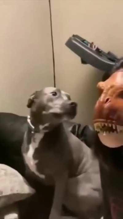 FUckING DInoSAUR ATtaCkS good BoI!!!