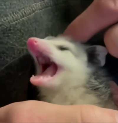 This cute little fellow found a wonderful home