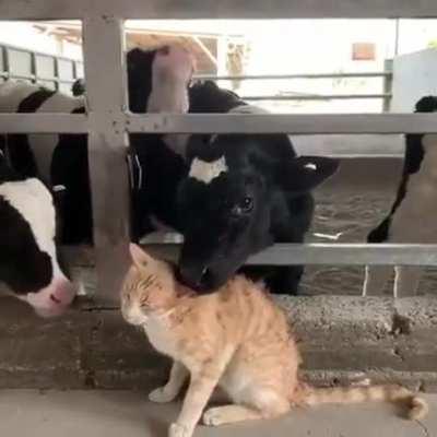 Extreme pussy licking