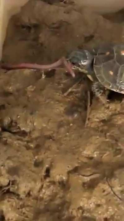 He thought he'd found a delicious worm, got more than he bargained for.