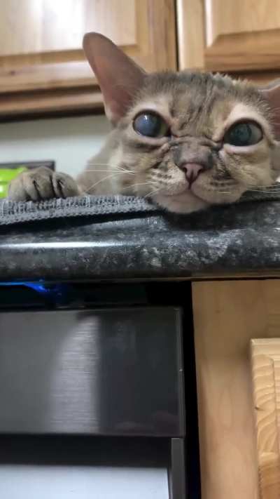 Had a bad day? Here's a pug ahh silly cat for you.