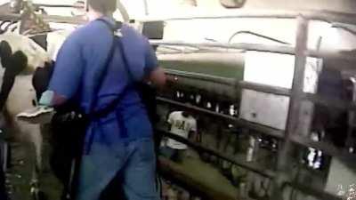 How Slaves Are Treated For Milk