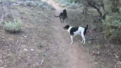 Zooming down the trail