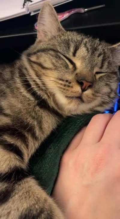 Twitching in her sleep (on my desk)