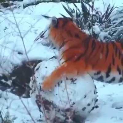 Snowy boop! So cute 🥺