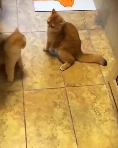 I think the cart loves it