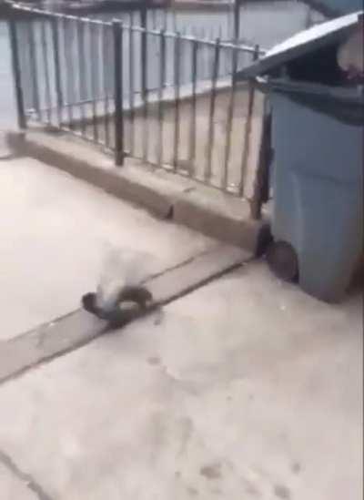Rat eating bird in broad daylight