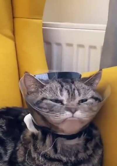 Thanks, I hate cat martini.