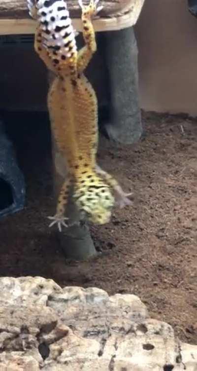 Anyone else’s leo hang and drop?🤩