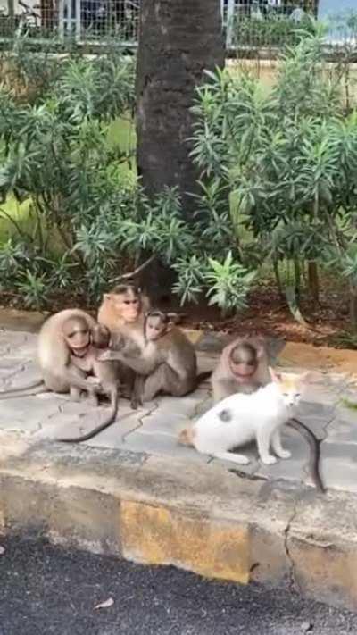 welcome to the macaque family