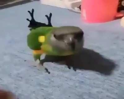 suIcIDAL BirD beGs HuMaN To pUT hIM ouT of HiS mISeRy