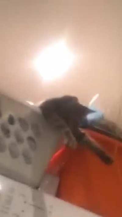 Our cat Pepsi hanging out with my sister