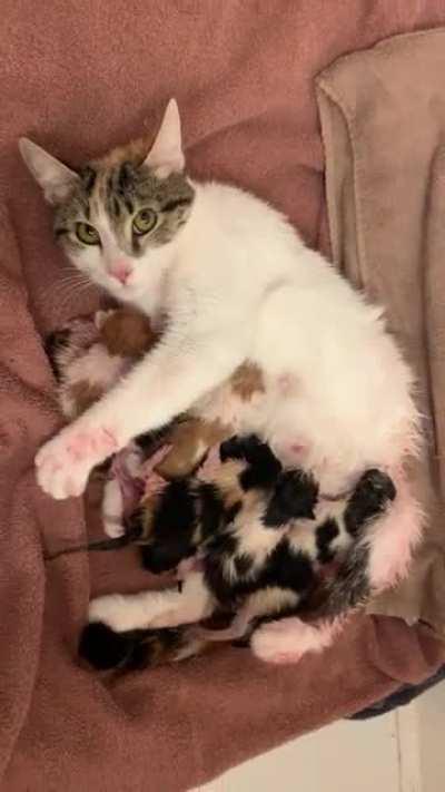 Took a break from fostering for 5 years and recently decided to get back into it a month ago. I thought I was getting an easy >1 y.o. cat... turns out she was pregnant. Gave birth to 8 kittens this morning. Great job Kia!