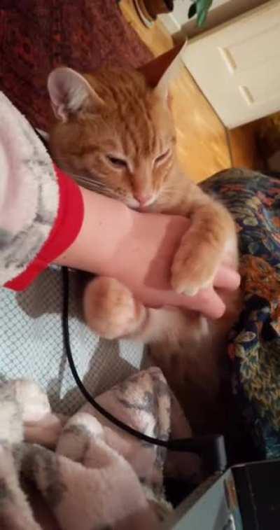 Tucked in and cuddling up for tummy rubs