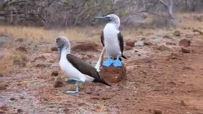The courtship of the blue-footed booby consists of the male flaunting his blue feet and dancing to impress the female. The male begins by showing his feet, strutting in front of the female. Then, he presents nest materials and finishes the mating ritual w