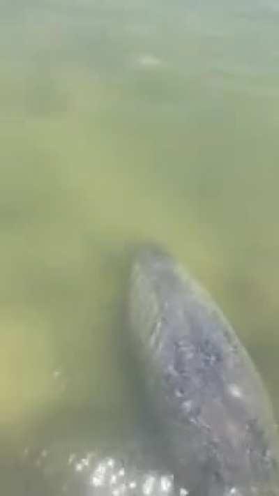 Walking on the company dock at lunch....