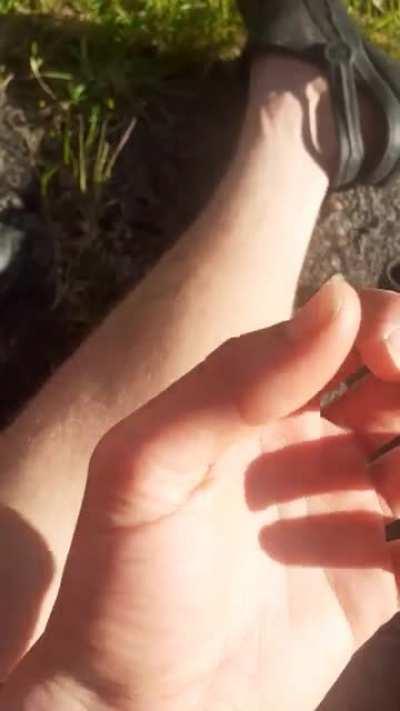 Found in New Zealand, very curious to know the name of this bug and why it dances like that??