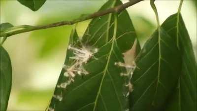 Tailorbird uses cotton to weaver her nest together.