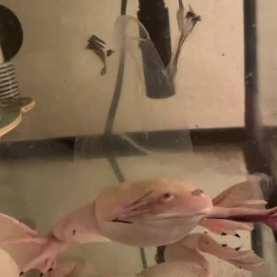 Boba shed ALL IN ONE PIECE! It looks like he’s being exorcised 😨