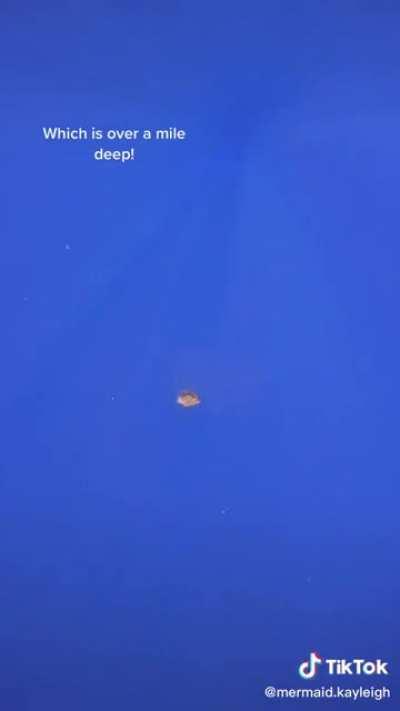 Dropping a rock in 6,000ft depth