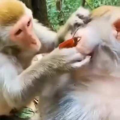 Братан-обезьяна помогает своему другу, у которого проблемы с глазами. Врач- офтальмолог. Он еще не знает, что это будет стоить ему 10 бананов.