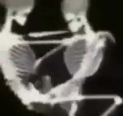 💀 PODE ISSO FAMÍLIA OSSUDA???☠️