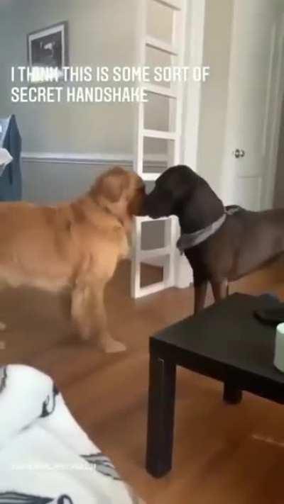 The secret paw shake