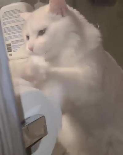 Cat thinks this is a speed bag for its boxing practice.