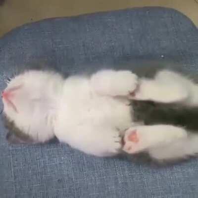 Such a cute little kitten 💕