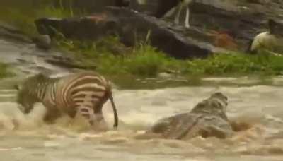 Zebra with the disrespect