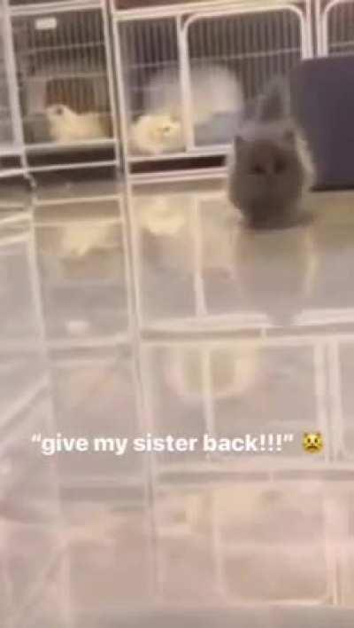 Give the sister back!