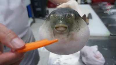 Thanks, I hate carrot eating pufferfish.