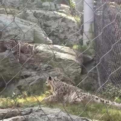 Mama cat and baby cat