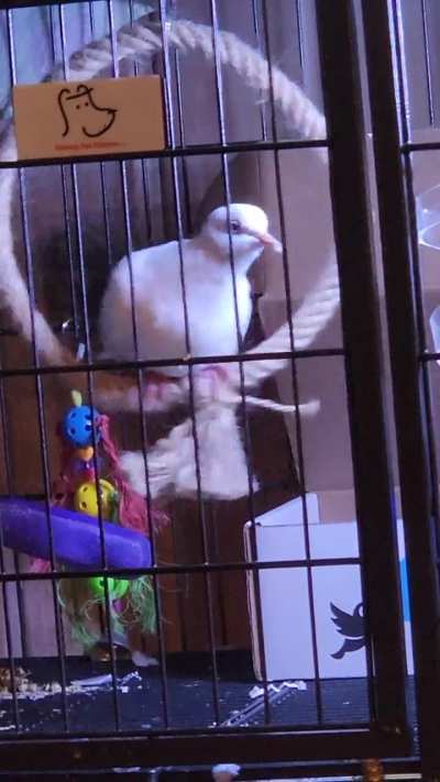 Video I took of John swinging