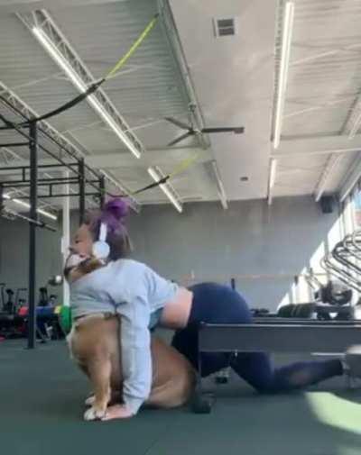 Dog, probably: I told you this was my shirt, damn it