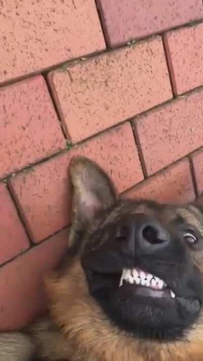 Strider on duty. (Not my content)