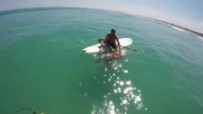 Surfers find an injured GIANT SQUID