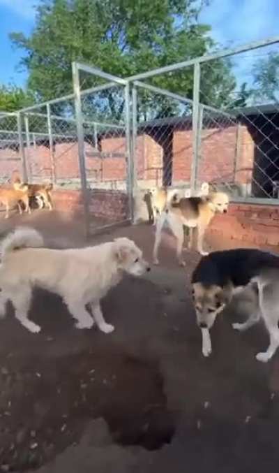 What did he do to get that alpha respect? And without showing his fangs other dogs stiff scared of him. Most importantly coming from a poodle mix!?