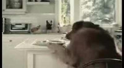 Пёсель - молодец (баянистый баян, но все равно смешно)